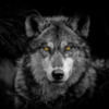 lwolfe3